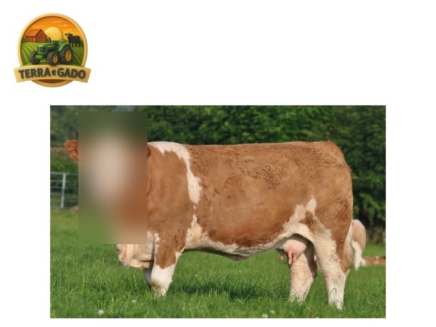 semen-simental-kilbride-farm-hans-pp-linhagens-do-reino-unido-irlanda-dinamarca-e-alemanha-big-2