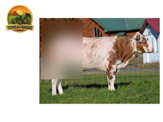 semen-british-blue-ideale-polled-handsome-red-mocho-vermelho-cruzamento-corte-x-leite