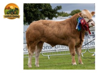 semen-british-blonde-hutton-oli-campeao-macho-no-royal-highland-show-2019