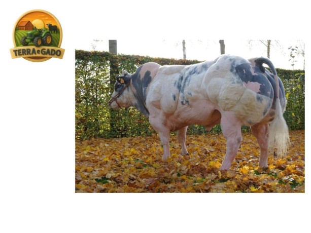 semen-british-blue-hazard-van-de-pannemeers-reprodutor-consagrado-big-0