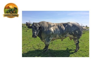 semen-british-blue-greystone-kilo-partos-sem-assistencia-1029-kg-aos-25-meses
