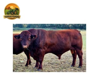 semen-lincoln-red-foulness-ultra-campeao-em-dezenas-de-exposicoes-otimo-temperamento