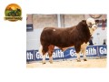 semen-simental-flop-agrochyt-pp-genetica-tcheca-parto-muito-facil-small-2