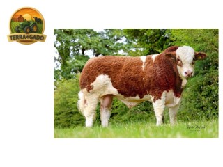 semen-simental-broomfield-prancer-convencional-e-sexado-femea-crescimento-e-conformacao
