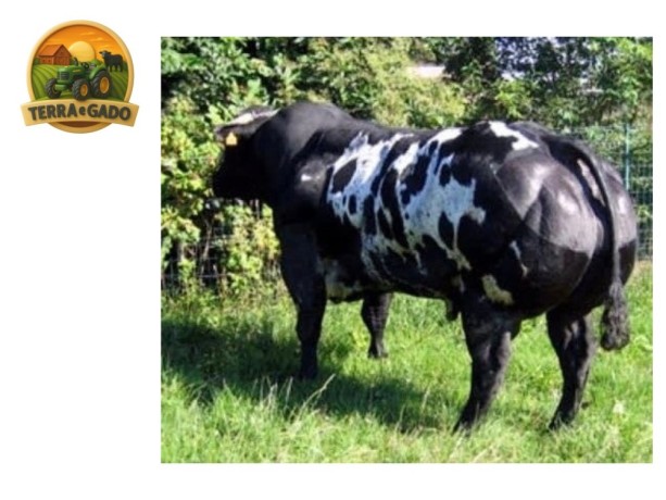 semen-british-blue-dafydd-dochain-lenda-da-raca-big-0