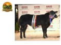 semen-british-blue-cromwell-fendt-parto-facil-maioria-dos-bezerros-pretos-small-2