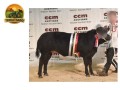 semen-british-blue-cromwell-fendt-parto-facil-maioria-dos-bezerros-pretos-small-1