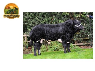 semen-british-blue-cromwell-fendt-parto-facil-maioria-dos-bezerros-pretos