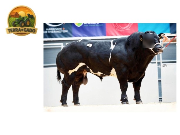 semen-british-blue-cromwell-fendt-parto-facil-maioria-dos-bezerros-pretos-big-3