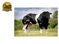 semen-british-blue-comique-de-renaumont-tamanho-musculatura-e-locomocao-small-1