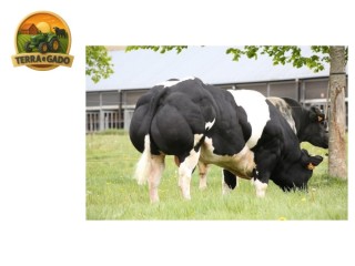 semen-british-blue-comique-de-renaumont-tamanho-musculatura-e-locomocao