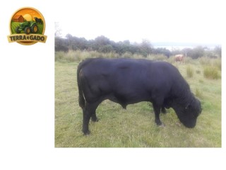 semen-dexter-burnside-magic-leader-ex94-livre-de-condrodisplasia-linhagem-woodmagic