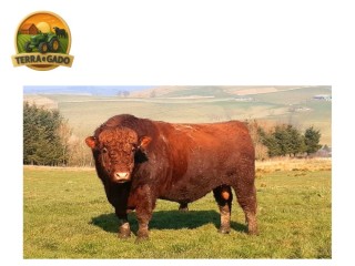 semen-luing-berryfell-x4-parto-facil-comprovado-criado-em-montanha-na-escocia