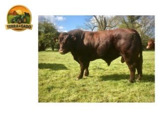 semen-lincoln-red-auchmacoy-xackery-mocho-homozigoto-portador-de-f94l-e-nt821