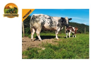 semen-british-blue-almeley-marhez-filho-de-pinnacle-hero-quantidade-limitada