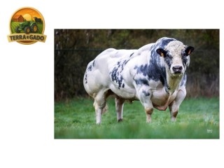 semen-british-blue-adapte-de-fooz-filho-de-hazard-musculatura-extrema
