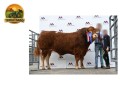 semen-limousin-foxhillfarm-victory-campeao-senior-em-brecon-2026-f94l-duplo-small-0