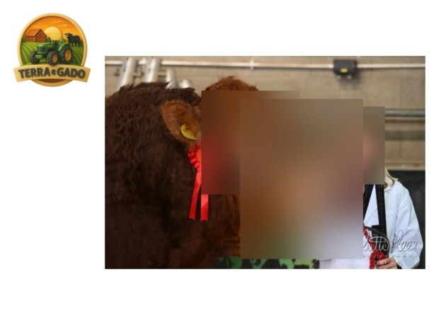 semen-limousin-foxhillfarm-victory-campeao-senior-em-brecon-2026-f94l-duplo-big-1