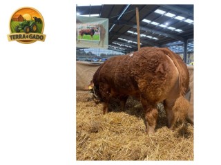 semen-limousin-cowin-unleashed-reserva-de-campeao-geral-top-10-em-crescimento