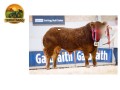 semen-limousin-goldies-volvo-campeao-geral-em-stirling-2025-recorde-de-36000-guineus-small-0