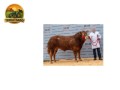 semen-limousin-pabo-oldspice-campeao-nacional-de-bezerros-2019-filho-de-derrygullinane-kingbull-small-1