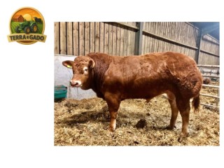 semen-limousin-pabo-oldspice-campeao-nacional-de-bezerros-2019-filho-de-derrygullinane-kingbull