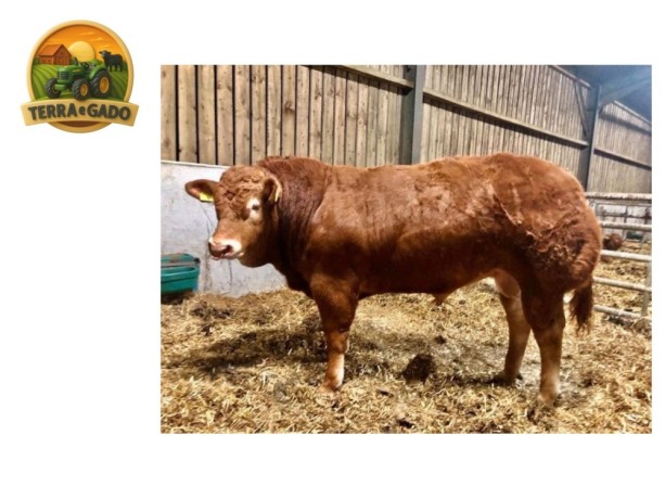 semen-limousin-pabo-oldspice-campeao-nacional-de-bezerros-2019-filho-de-derrygullinane-kingbull-big-0