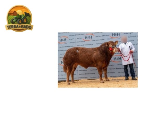 semen-limousin-pabo-oldspice-campeao-nacional-de-bezerros-2019-filho-de-derrygullinane-kingbull-big-1