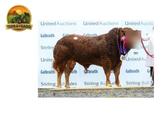 semen-limousin-maraiscote-regie-campeao-em-stirling-2021-otima-locomocao