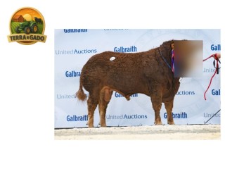 semen-limousin-anside-urban-campeao-geral-beef-value-no-top-1-convencional-e-sexado