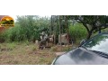 fazenda-a-venda-em-florianopi-70-hectares-com-estrutura-completa-small-2