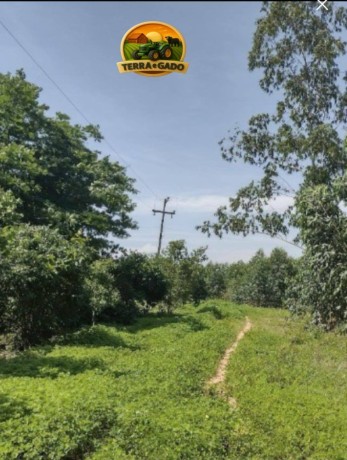 fazenda-a-venda-em-florianopi-70-hectares-com-estrutura-completa-big-4
