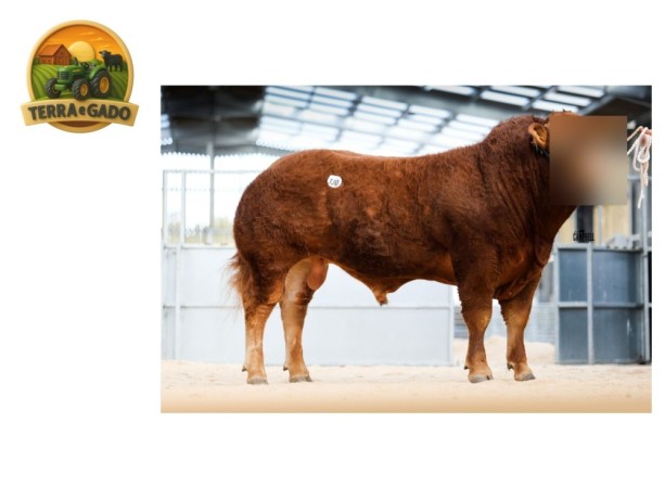semen-limousin-hartsideanew-shearer-primeiros-filhos-ate-32000-guineus-f94l-duplo-big-2