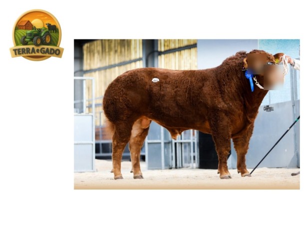semen-limousin-hartsideanew-shearer-primeiros-filhos-ate-32000-guineus-f94l-duplo-big-0