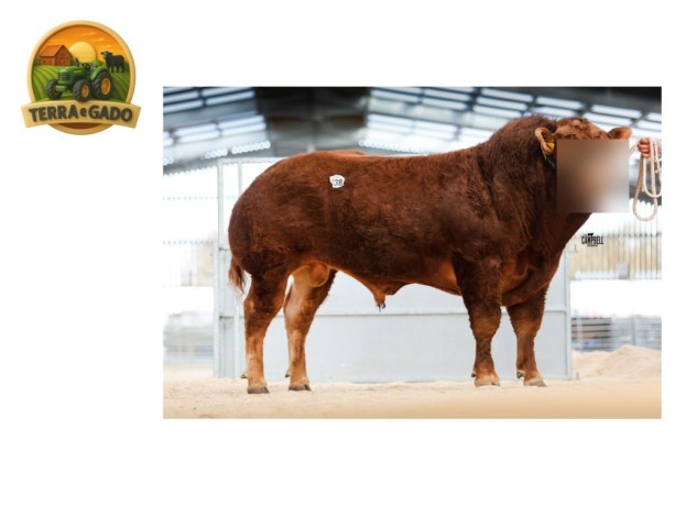 semen-limousin-hartsideanew-shearer-primeiros-filhos-ate-32000-guineus-f94l-duplo-big-1