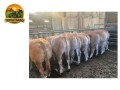 semen-limousin-garrowby-shipley-filhos-vendidos-ate-18000-guineus-pedigree-de-destaque-small-2