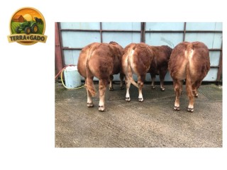 semen-limousin-garrowby-shipley-filhos-vendidos-ate-18000-guineus-pedigree-de-destaque