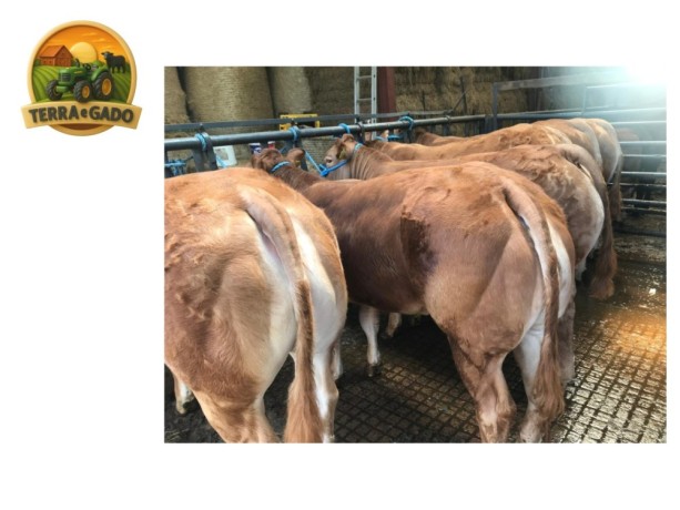 semen-limousin-garrowby-shipley-filhos-vendidos-ate-18000-guineus-pedigree-de-destaque-big-1