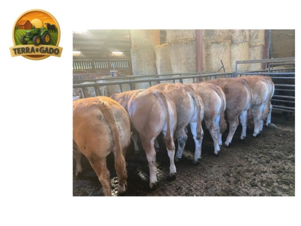 semen-limousin-garrowby-shipley-filhos-vendidos-ate-18000-guineus-pedigree-de-destaque-big-2
