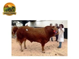 semen-limousin-wilodge-formulaone-filho-de-objat-parto-muito-facil