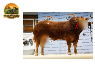 semen-limousin-wedderburn-vance-vendido-por-25000-guineus-filho-de-foxhillfarm-ourbest