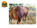 semen-limousin-millbrook-playboy-filho-da-famosa-millbrook-gingerspice-convencional-e-sexado-small-0