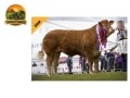 semen-limousin-millbrook-playboy-filho-da-famosa-millbrook-gingerspice-convencional-e-sexado-small-2