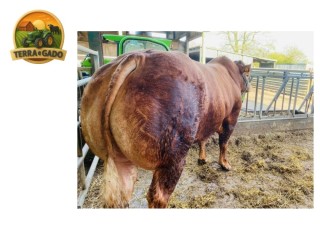 semen-limousin-millbrook-playboy-filho-da-famosa-millbrook-gingerspice-convencional-e-sexado