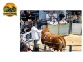semen-limousin-graiggoch-rambo-recorde-mundial-de-180000-guineus-convencional-e-sexado-small-2
