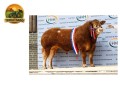 semen-limousin-graiggoch-rambo-recorde-mundial-de-180000-guineus-convencional-e-sexado-small-0