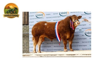 semen-limousin-graiggoch-rambo-recorde-mundial-de-180000-guineus-convencional-e-sexado
