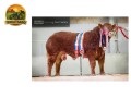 semen-limousin-burnbank-sergeant-pai-de-goldies-vista-55000-guineus-parto-facil-small-1