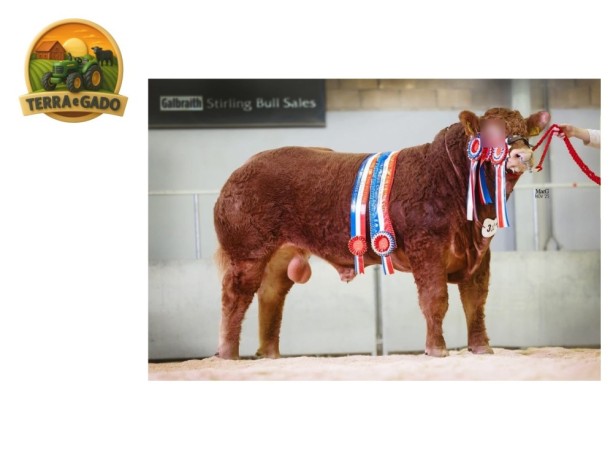 semen-limousin-burnbank-sergeant-pai-de-goldies-vista-55000-guineus-parto-facil-big-1