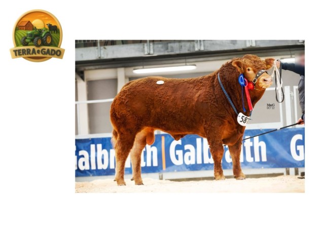 semen-limousin-burnbank-sergeant-pai-de-goldies-vista-55000-guineus-parto-facil-big-0